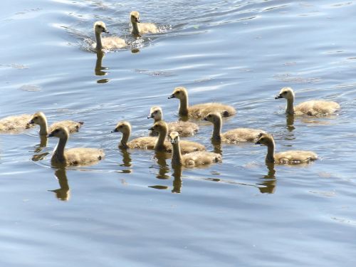 goslings geese pond