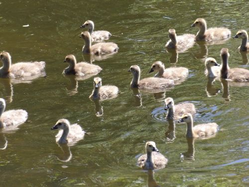 goslings geese pond