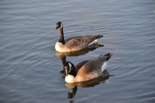 goose geese bird