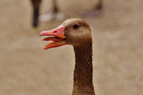 goose hiss bird