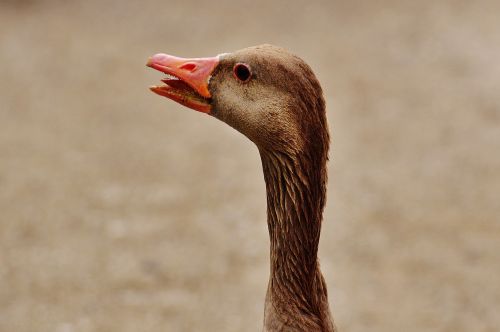 goose hiss bird