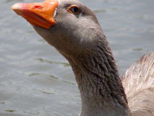 goose neck grey