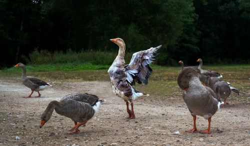 goose geese dancing