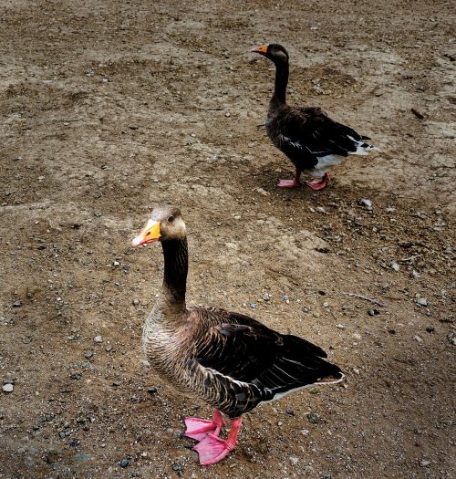 goose geese standing