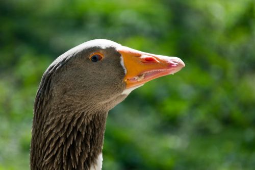 goose eye vigilant