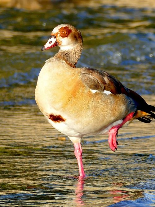 goose bird water bird