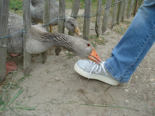 goose gander foot