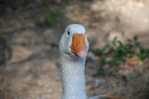 goose white bird