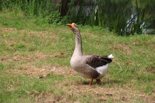 goose bird nature