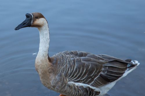 goose höcker goose water bird