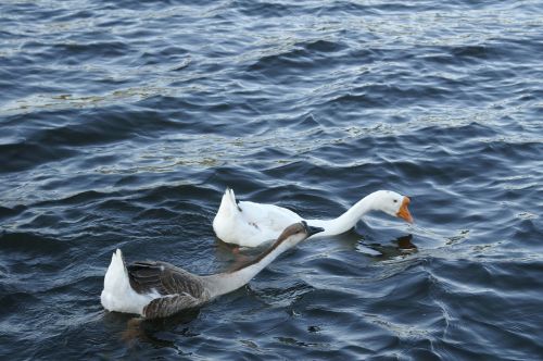 goose geese white