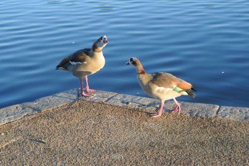 goose egyptian park