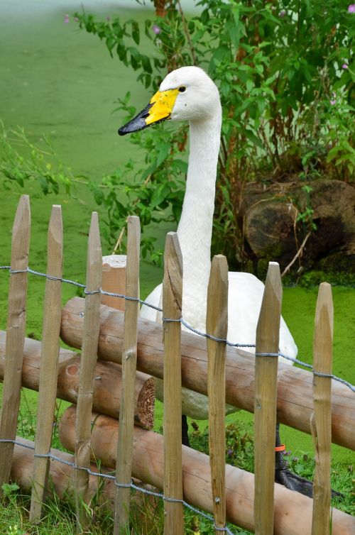 goose nature bird