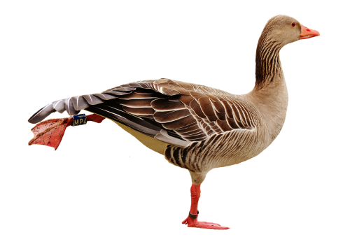 goose bird isolated