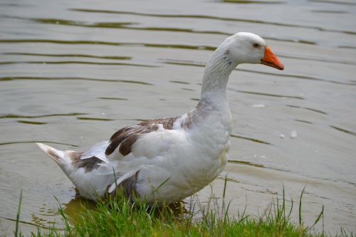 goose bird waterfowl