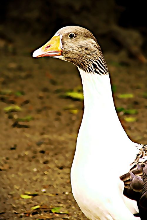 goose bird beak