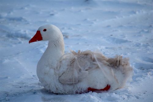 goose white snow