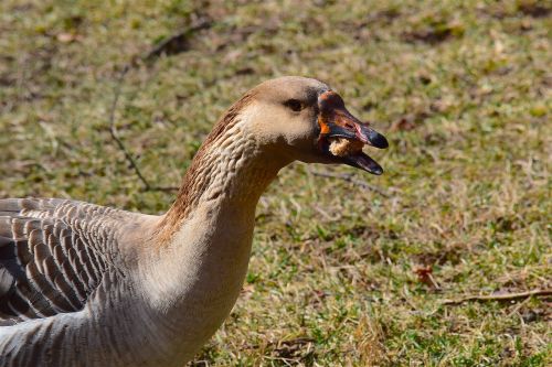 goose grass eating