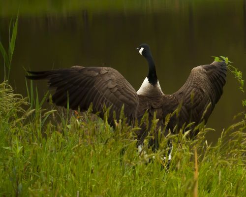 goose bird wildlife