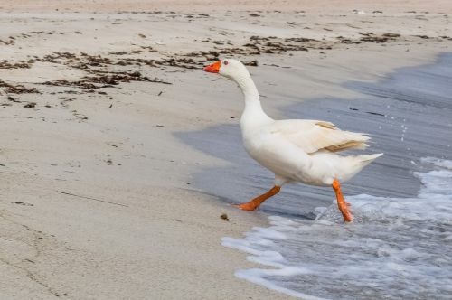 goose swimming sea