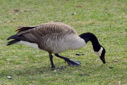 goose grass canadian