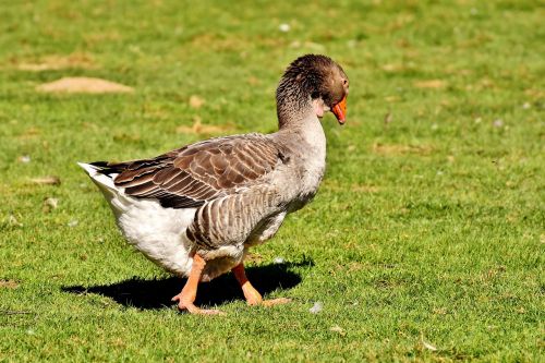 goose bird plumage