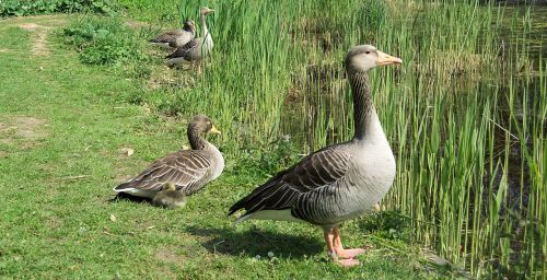 goose greylag goose animal