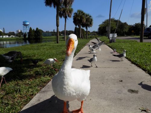 goose white nature