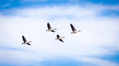 goose grey flight