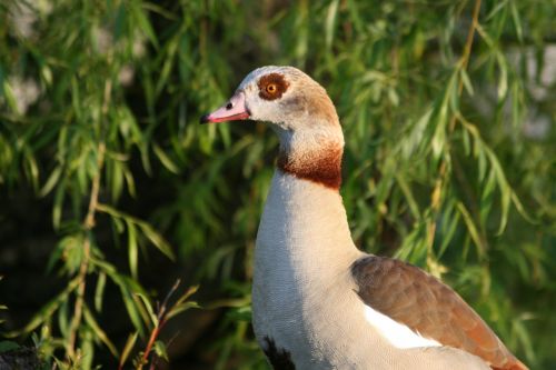 goose bird green