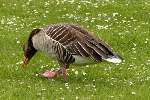 goose greylag goose animal