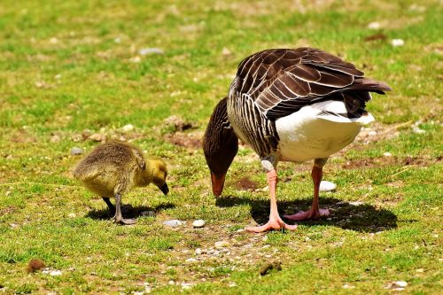 goose goslings wildlife photography