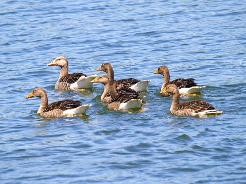 goose greylag goose water bird