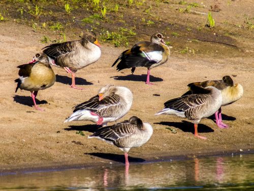 goose nilgans greylag goose