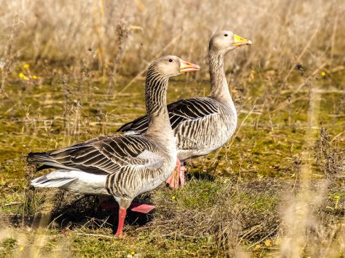 goose greylag goose water bird