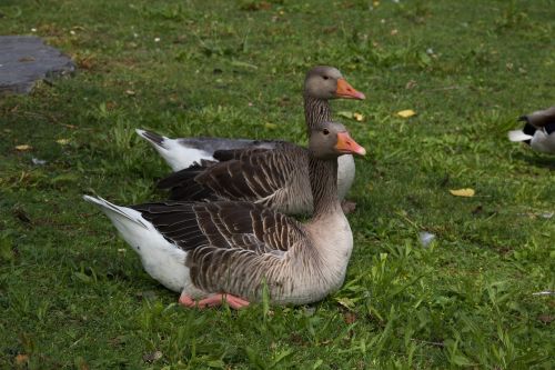 goose meadow park