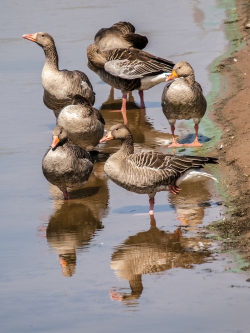 goose greylag goose bird