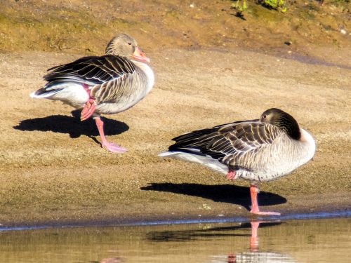 goose greylag goose bird