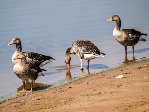 goose greylag goose bird