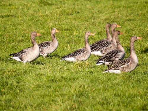 goose greylag goose bird