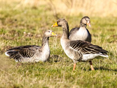 goose greylag goose bird