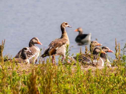 goose geese greylag goose