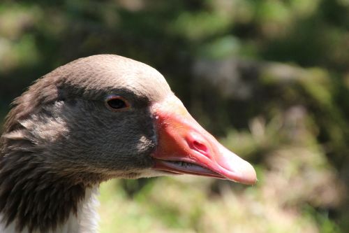 goose bill poultry