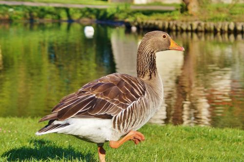 goose wild goose water bird