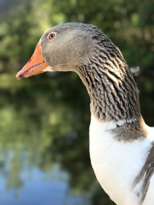 goose bird neck
