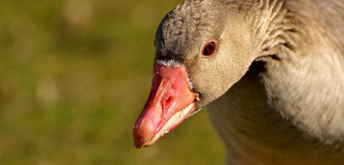 goose water bird animal