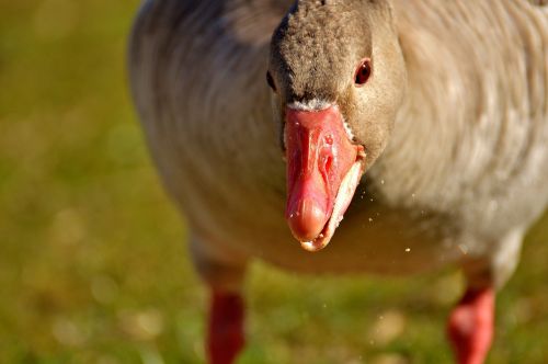 goose water bird animal