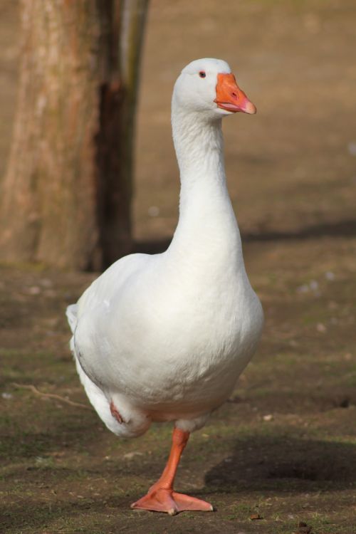 goose bird poultry