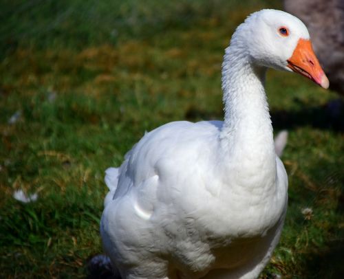 goose domestic goose poultry