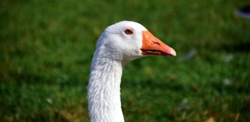 goose domestic goose poultry